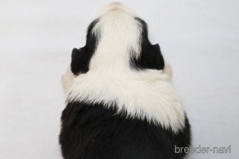 成約済の神奈川県のボーダーコリー-304591の3枚目